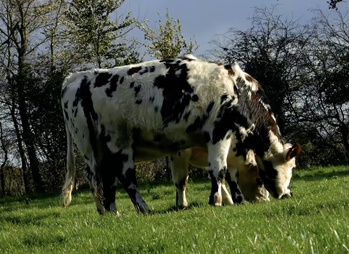 Vache au prés