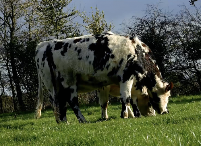 Vache dans un champ