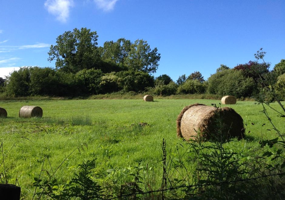 Botte de foin dans un champ vert