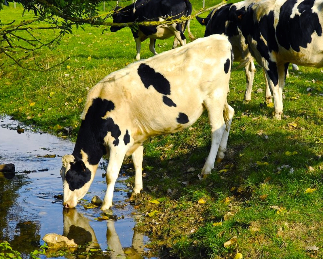 Vache buvant à la rivière