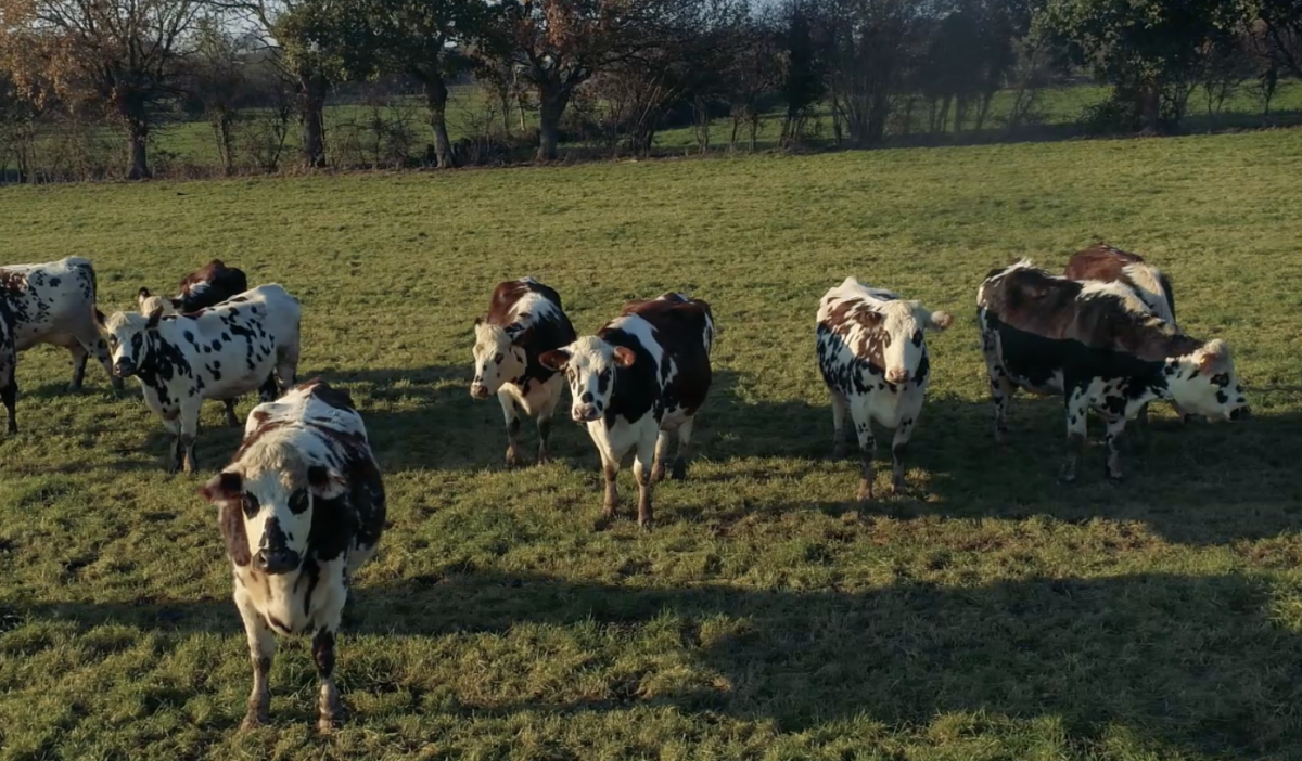 Vaches du Cotentin