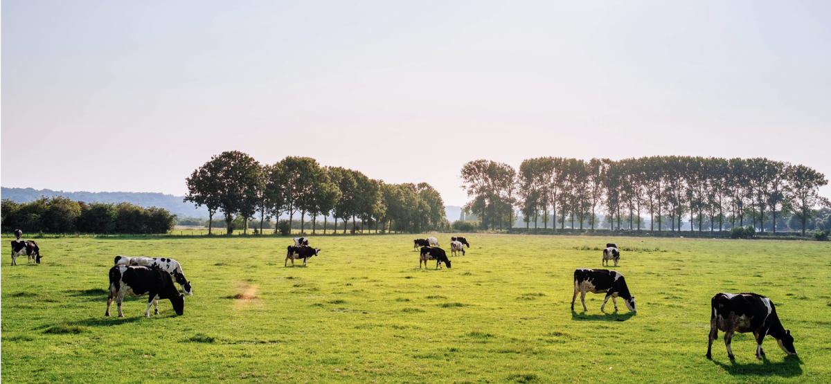 Vaches au prés