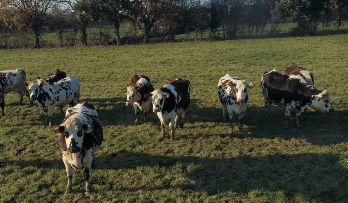 troupeau de vaches normandes