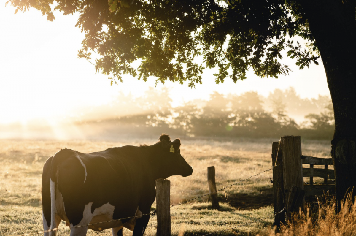 Vache dans un champ