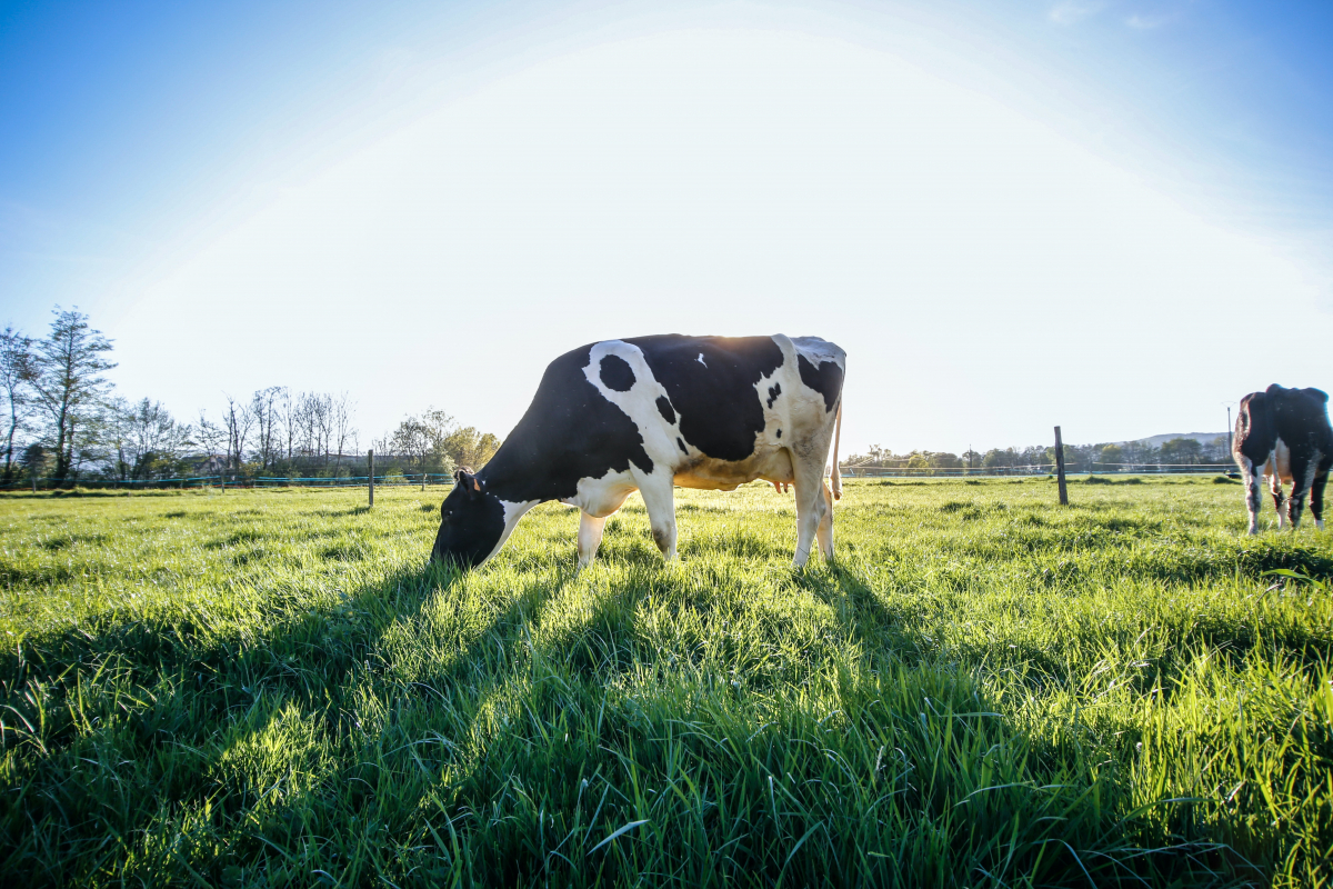 vache dans le pré